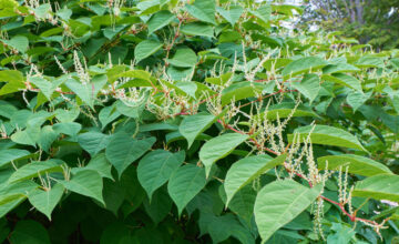Japanese Knotweed image Depositphotos_86172520_xl-2015 (1)