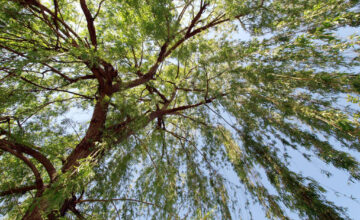 Willow tree - Depositphotos_2198517_XL